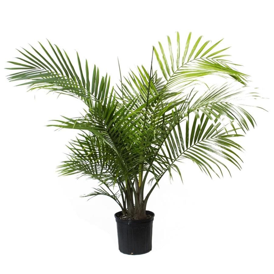 LiveTrends Majesty Palm Pot (L20955Hp) at Lowes.com