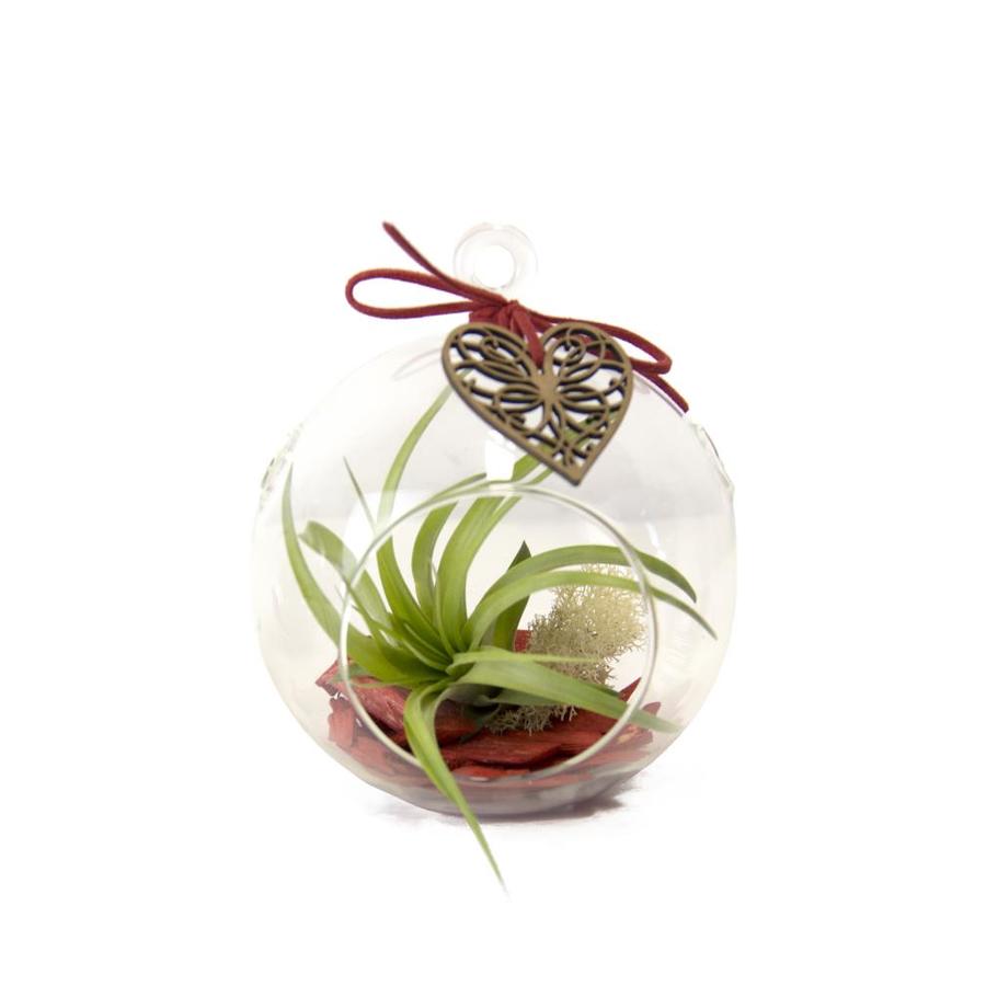 Air Plant In Glass Pendant L2596 At Com