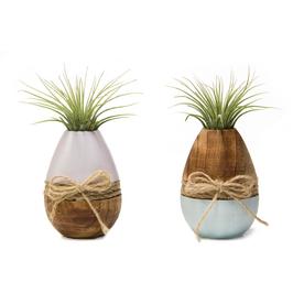 House Plants At Lowes Livetrends 2 Pack Air Plant In Wood And Ceramic Planter L21596