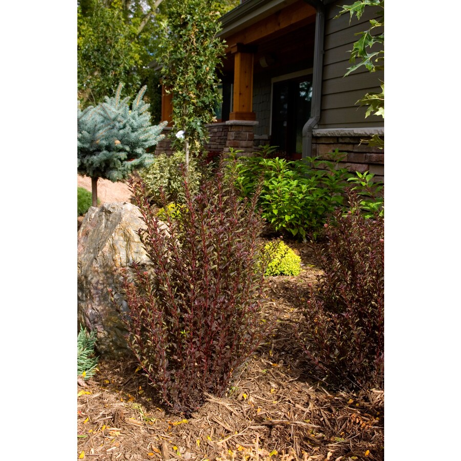 First Editions 2-Gallon Pink Little Devil Ninebark Feature Shrub in Pot