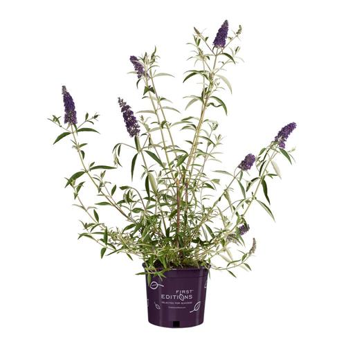 First Editions 2Gallon Purple Butterfly Bush Flowering Shrub in Pot in