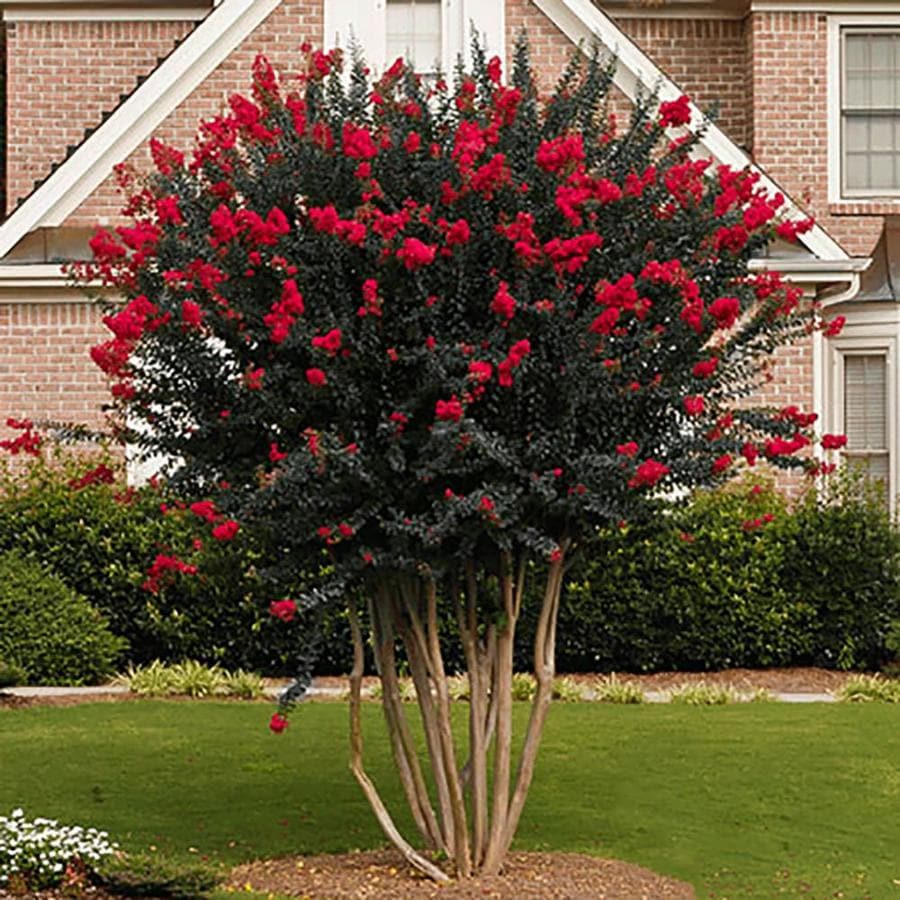 2-Gallon Red Flowering Tree In Pot at Lowes.com