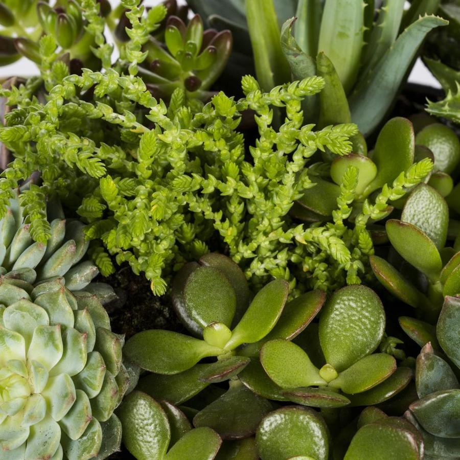 ArizonaEast 1-Pack Mixed Succulents in Planter (Lwaltcs) at Lowes.com