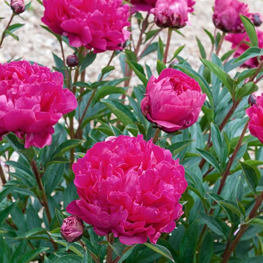 Spring Hill Nurseries 1-Pack in Bareroot Kansas Red Flowering Peony in ...