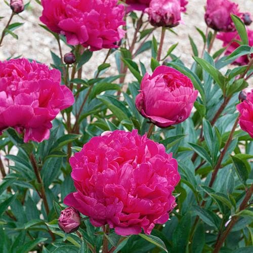 Spring Hill Nurseries 1-Pack in Bareroot Kansas Red Flowering Peony in ...