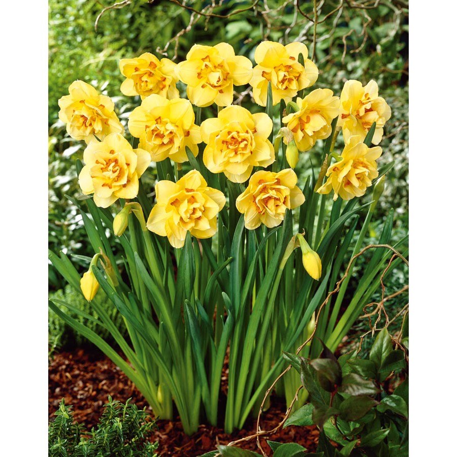 Bicolor Tahiti Daffodil Bulbs In The Plant Bulbs Department At Lowes.com