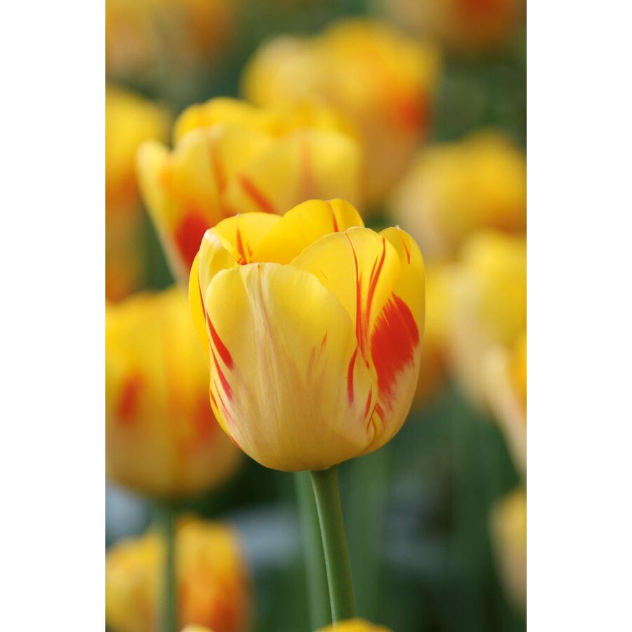 Bicolor Olympic Flame Tulip Bulbs in the Plant Bulbs department at