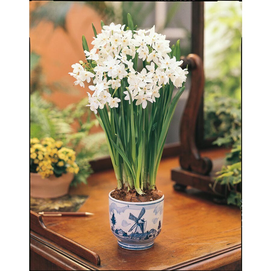 D.W. Lefeber & Co. 4Pack Ziva Paperwhite Bulbs in the Plant Bulbs