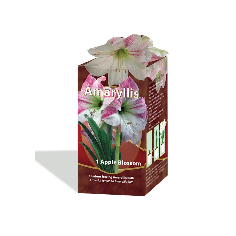  25.23036 Apple Blossom Amaryllis Bulb
