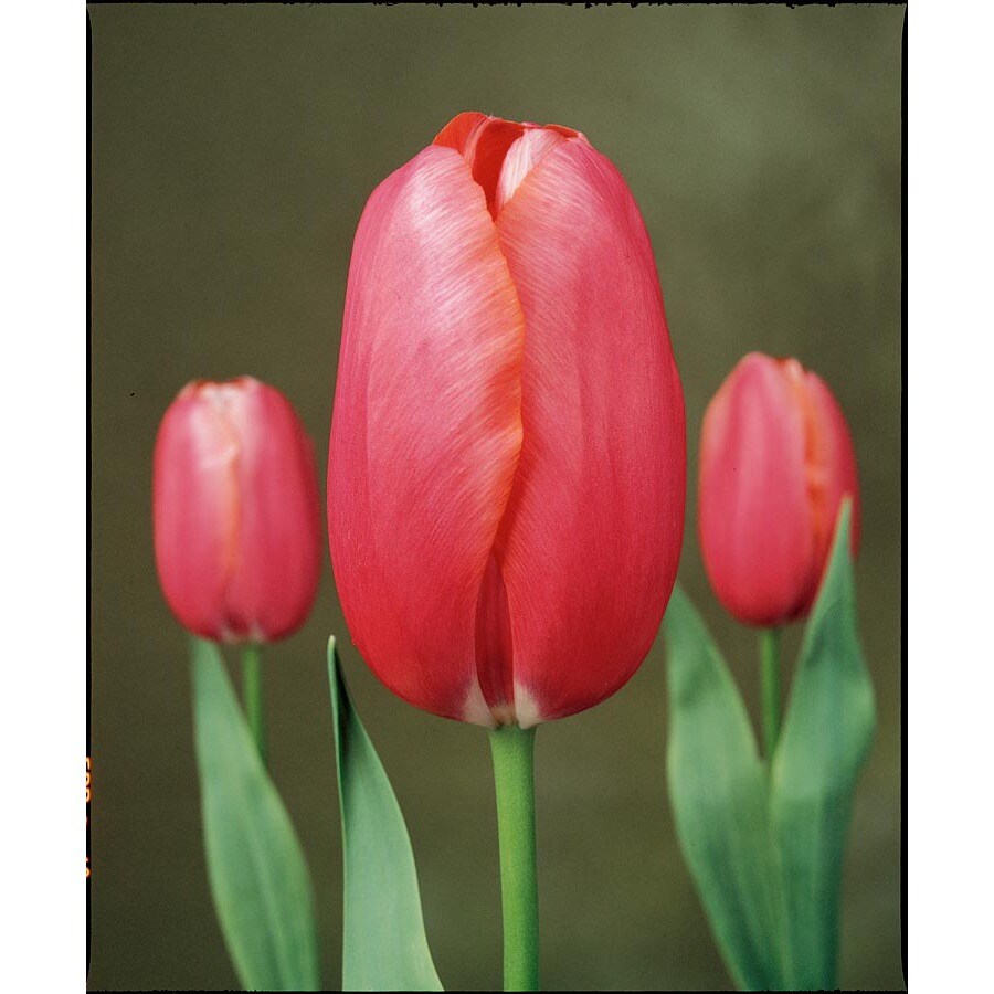  20.23122 Pink Renown Tulip Bulbs
