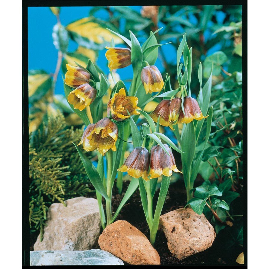 12Pack Fox's Grape Bulbs in the Plant Bulbs department at