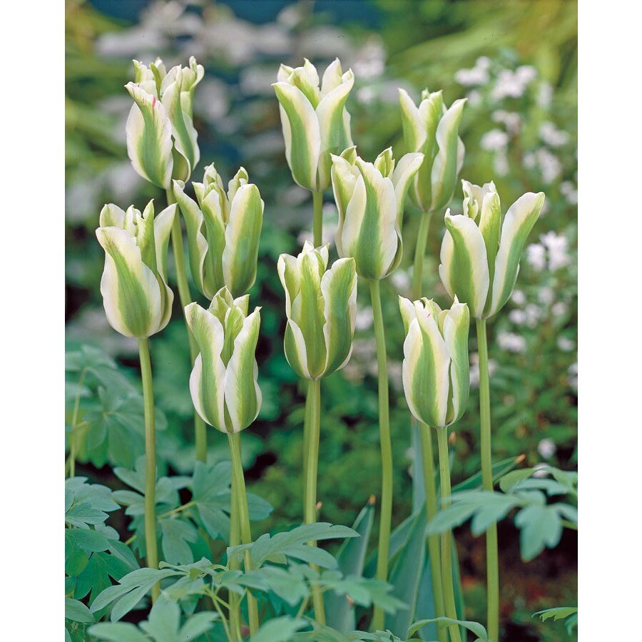  20.23167 Bicolor Spring Green Tulip Bulbs