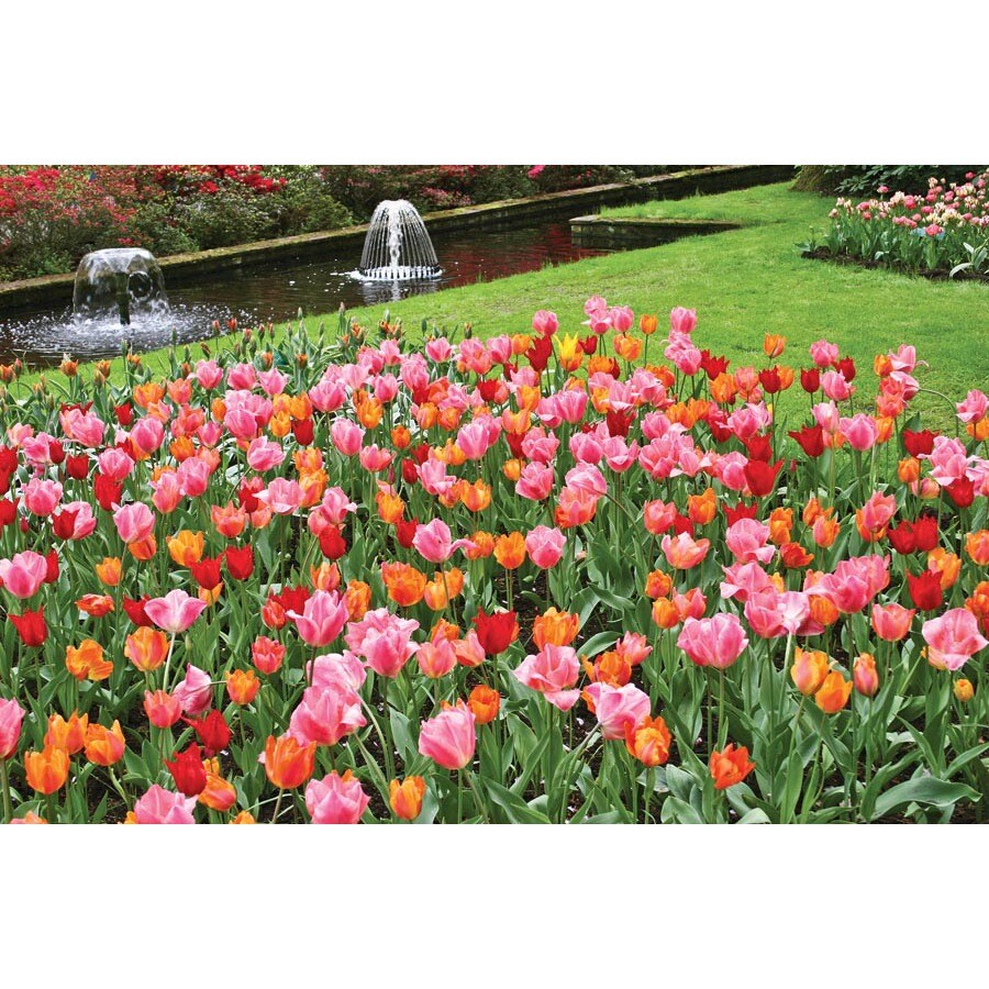 25 Pack Orange Cassini Cassini Don Quichotte Tulip Bulbs In The Plant Bulbs Department At Lowes Com