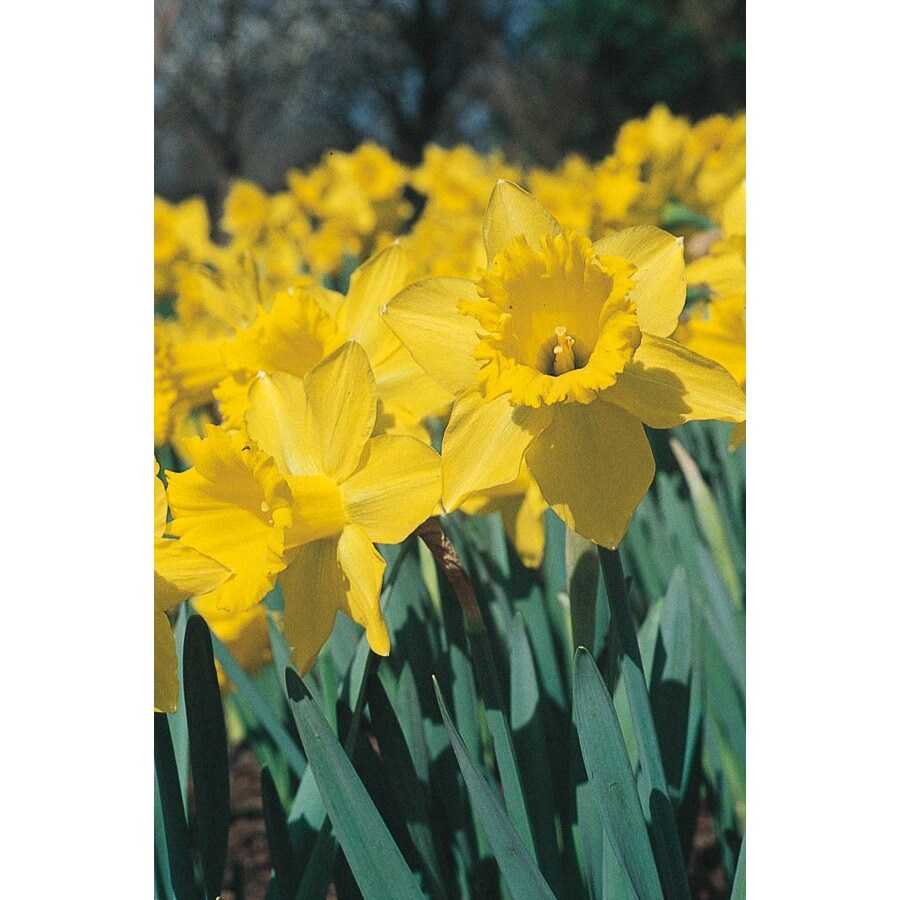 Breck's Yellow King Alfred Daffodil Bulbs Bagged 100-Pack in the Plant  Bulbs department at