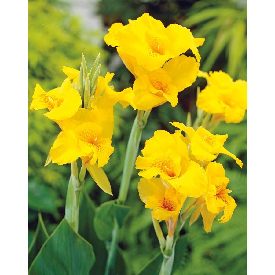 20.23219 Yellow King Humbert Canna Lily