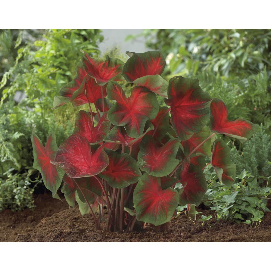  20.23229 PostmanJoynerCaladium