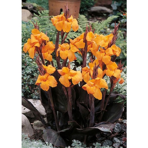 7-Pack Wyoming Canna Lily (L5540) at Lowes.com