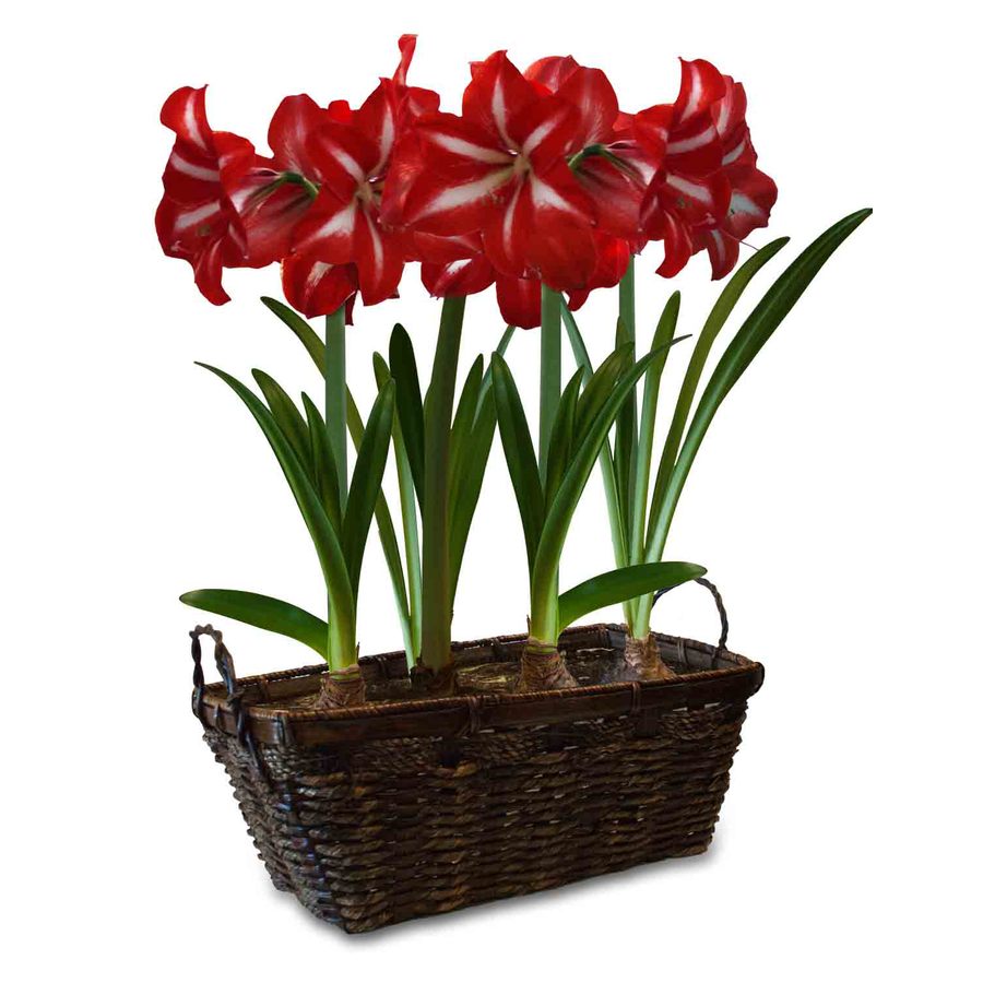 4Pack Star of Holland Amaryllis Bulbs at