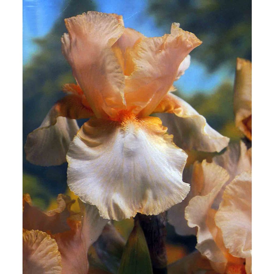  15.23419 Beverly Sills Reblooming Iris Bulb