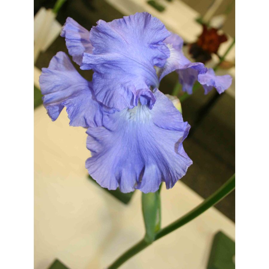  15.23421 Victoria Falls Reblooming Iris Bulb