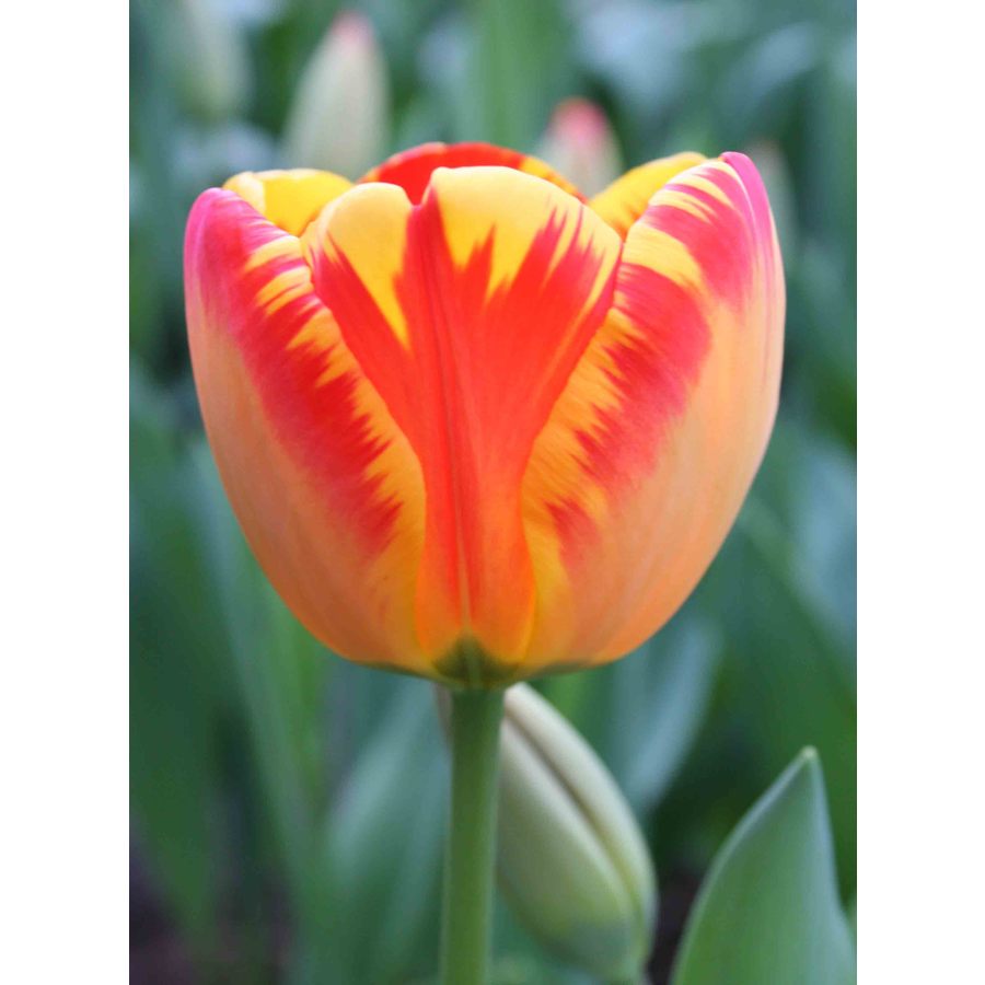  15.23451 10-Pack Banja Luka Darwin Hybrid Tulip Bulbs