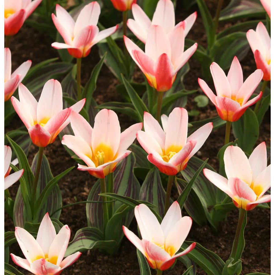 15.23464 10-Pack Heart's Delight Kaufmanniana Tulip Bulbs