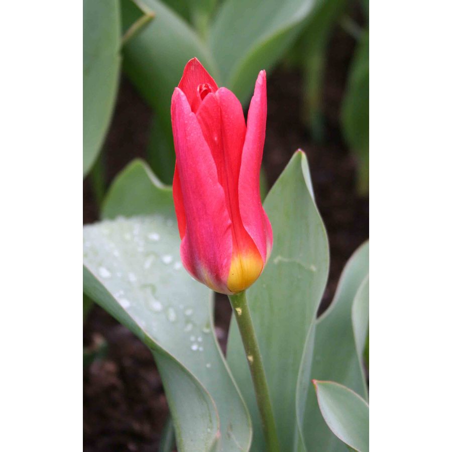  15.23467 10-Pack Scarlet Baby Kaufmanniana Tulip Bulbs