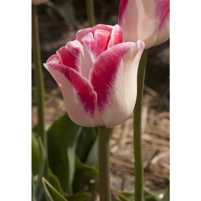 10-Pack Dreamland Tulip Single Late Tulip Bulbs in the Plant Bulbs ...