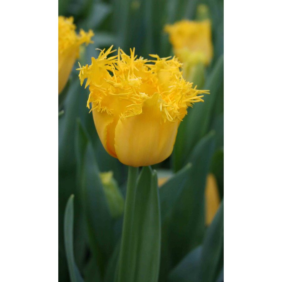  15.23507 10-Pack Hamilton Fringed Tulip Bulbs