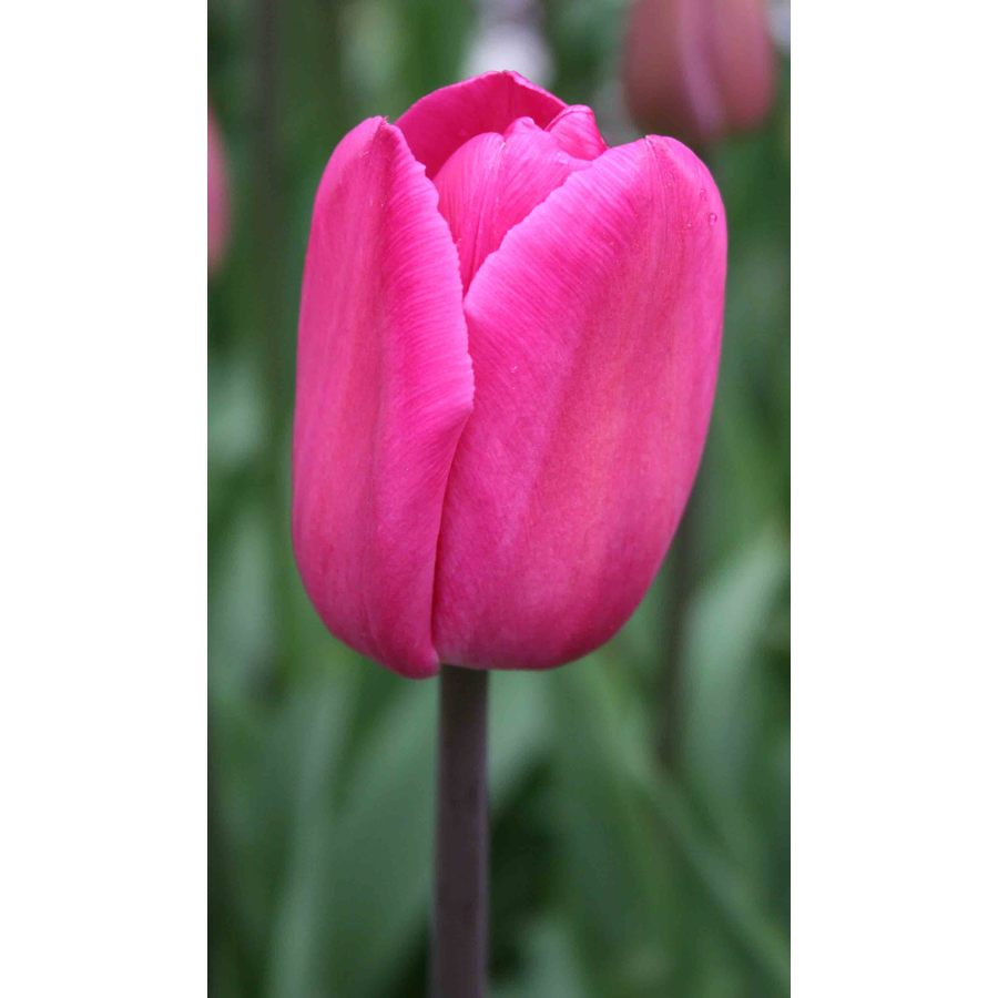  15.23524 10-Pack Barcelona Triumph Tulip Bulbs