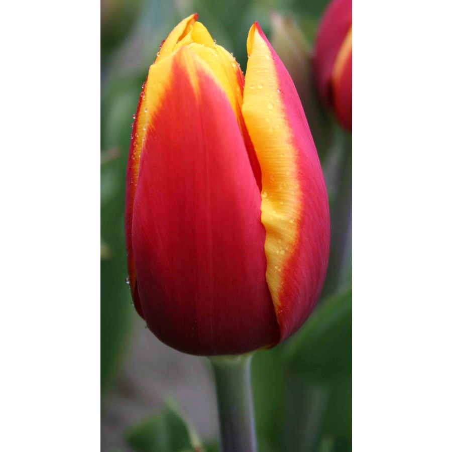 10-Pack Kees Nelis Triumph Tulip Bulbs at Lowes.com