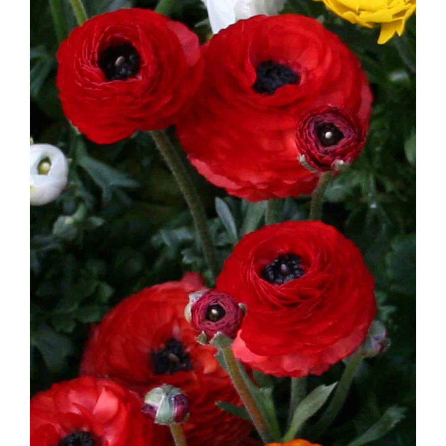 10Pack Red Ranunculus Bulbs in the Plant Bulbs department at