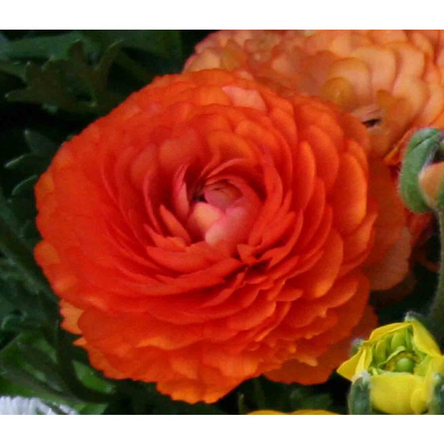 10Pack Orange Ranunculus Bulbs in the Plant Bulbs department at