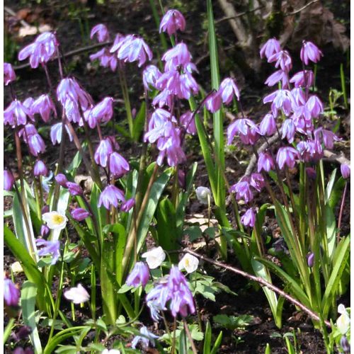 25-Pack Scilla Campanulata Pink Bulbs in the Plant Bulbs department at