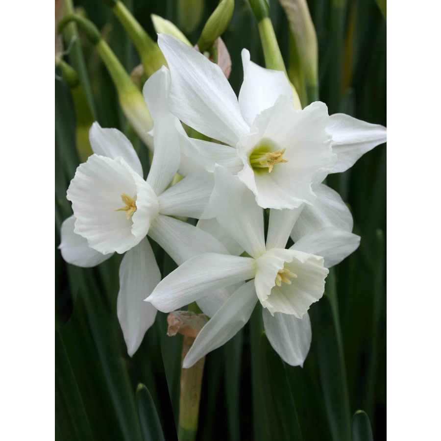 5Pack Thalia Daffodil Narcissus Bulbs at