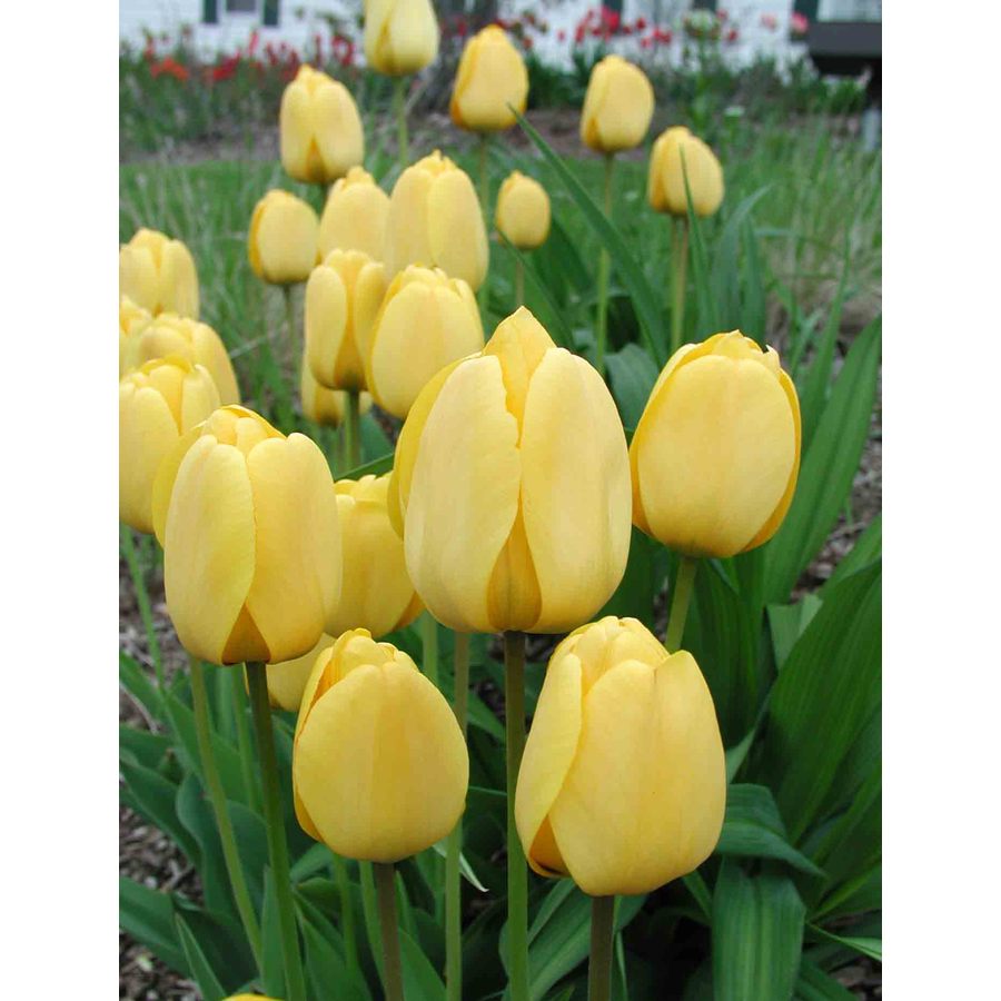 35 Pack Golden Apeldoorn Darwin Hybrid Tulips Bulbs In The Plant Bulbs Department At Lowes Com