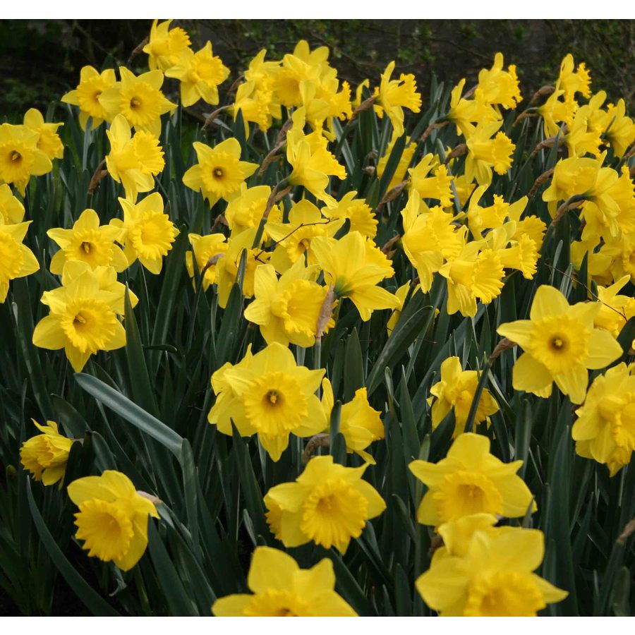 35Pack Dutch Master Daffodil Bulbs at