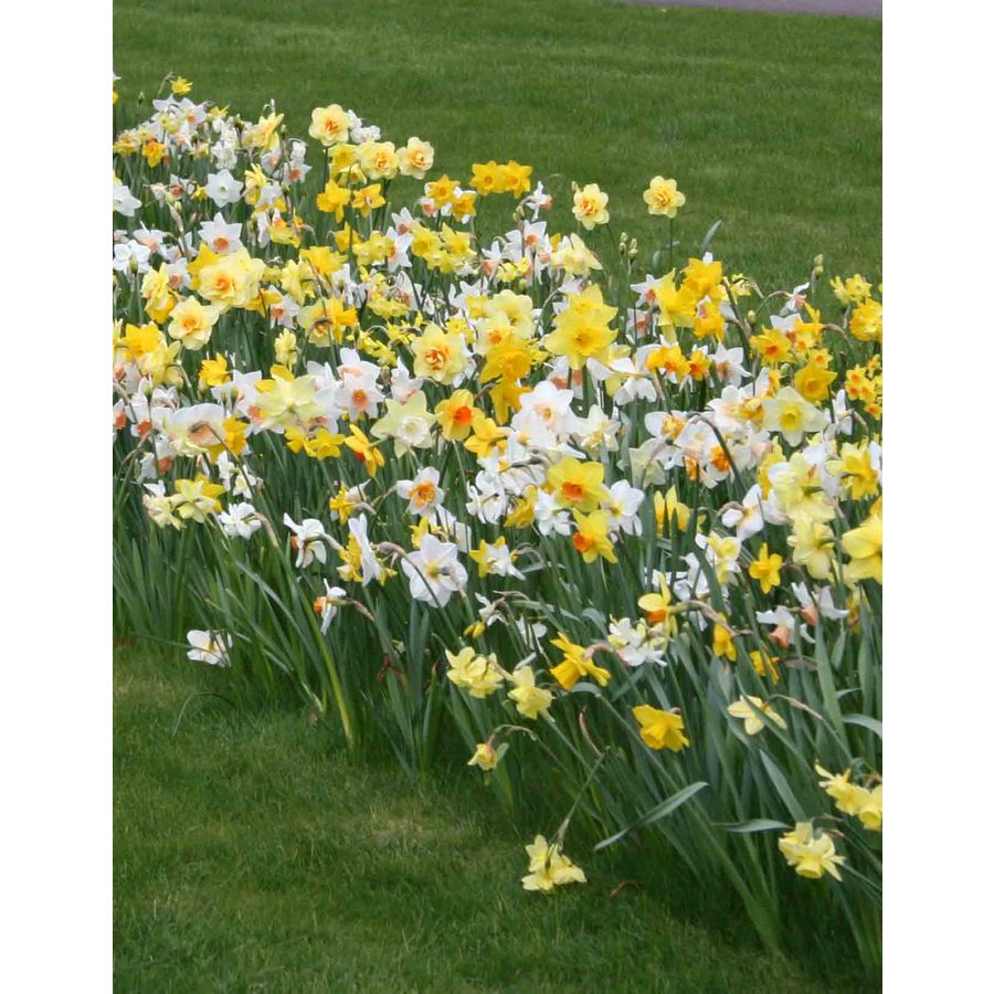 35Pack Mixed Naturalizing Daffodils Bulbs at