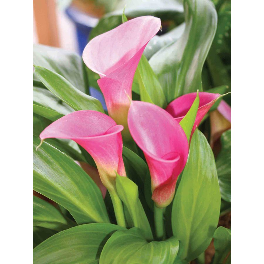 1-pack-pink-giant-calla-lily-bulbs-at-lowes