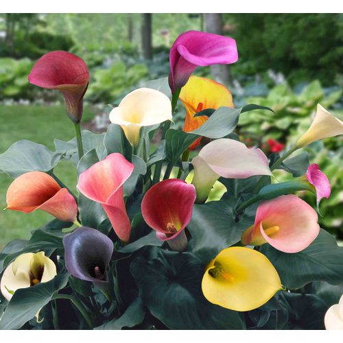 Mixed Calla Lilies Bulbs In The Plant Bulbs Department At