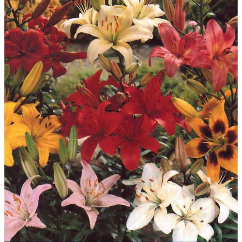 Mixed Asiatic Lilies Bulbs in the Plant Bulbs department at