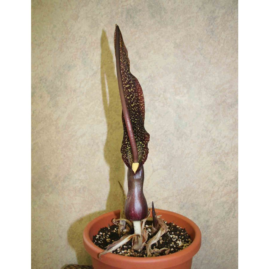 1-Pack Voodoo Lily Bulbs at Lowes.com