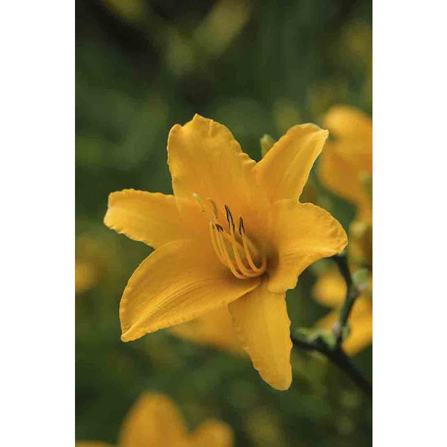  20.23992 Yellow Stella D'oro Daylilies Bulbs