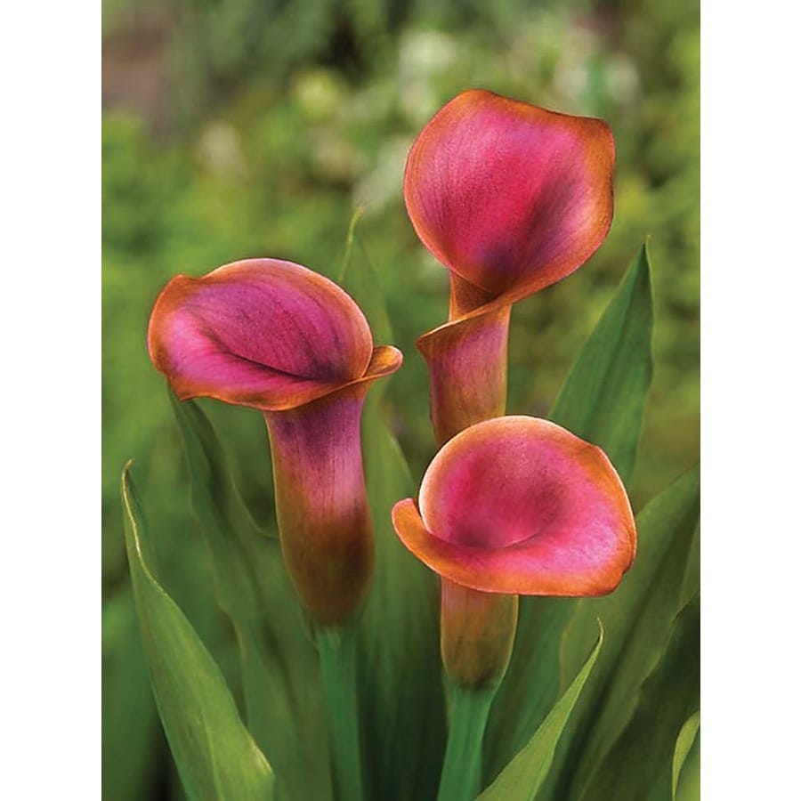 Purple Haze Calla Lily Bulbs in the Plants & Planters