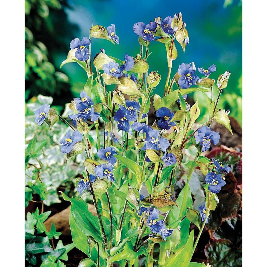  20.24271 Blue Spiderwort Bulbs