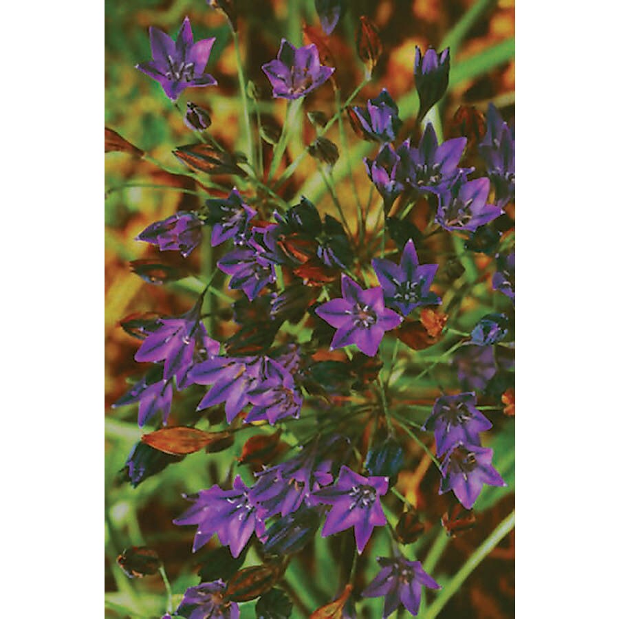  20.24273 Purple Ithuriel's Spear Bulbs