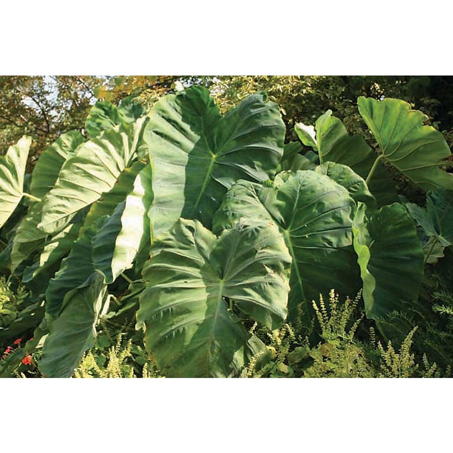 Green Elephant Ears Bulbs in the Plant Bulbs department at