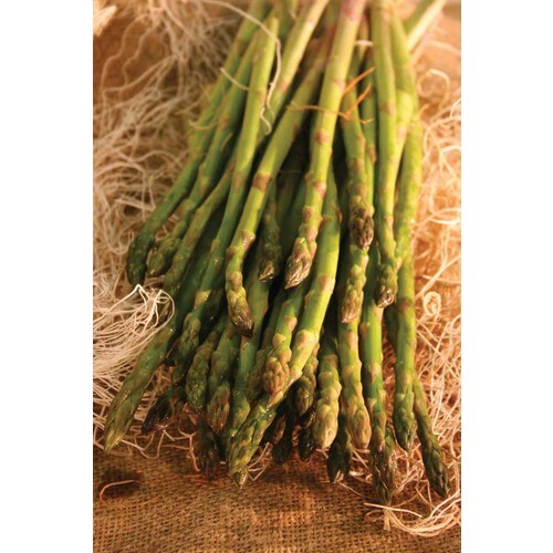 6Pack Asparagus Jersey Giant Bulbs in the Plant Bulbs department at