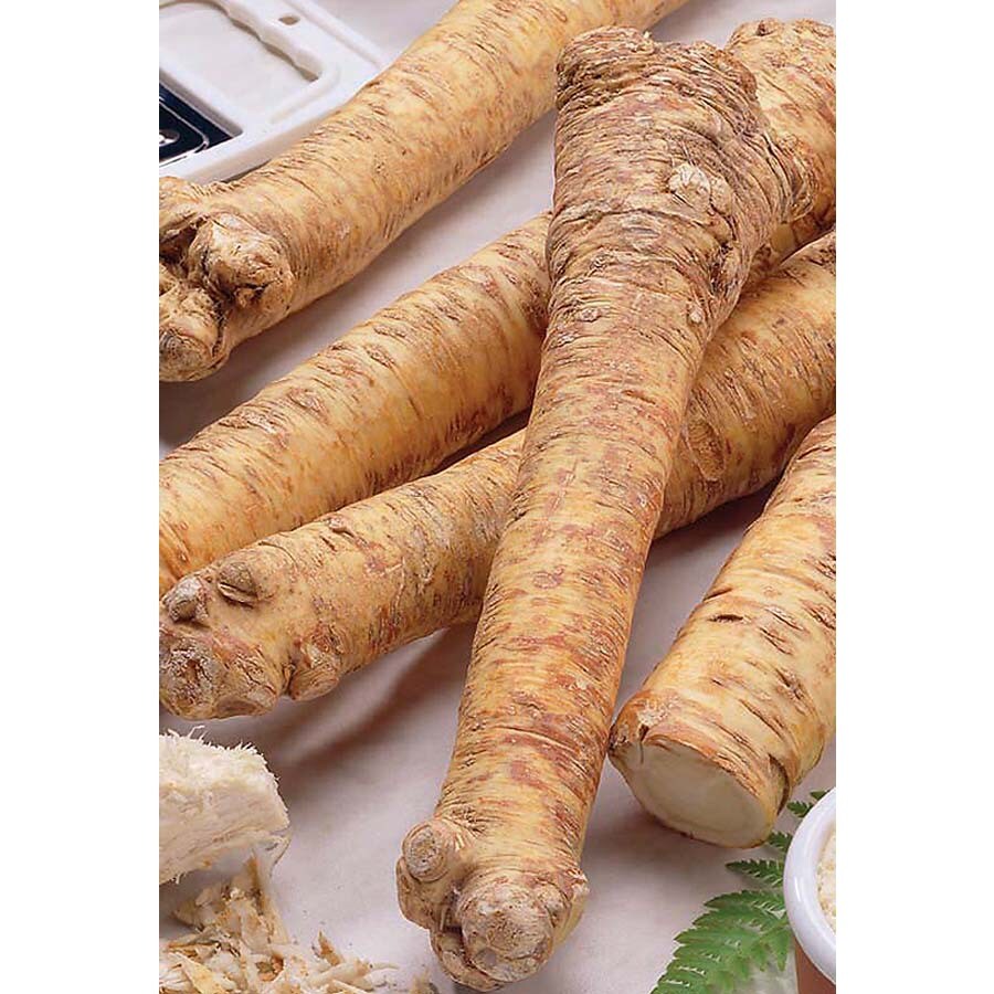 Green Horseradish Bulbs in the Plant Bulbs department at
