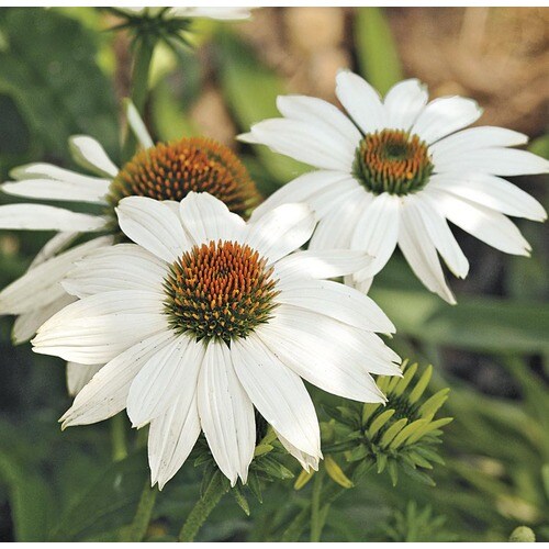 1Quart in Powwow White Coneflower (L22170) in the Perennials department at